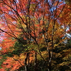 紅葉吉野6