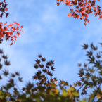 今日の紅葉1_14/11/16