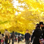 東京銀杏日和