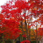 昭和記念公園 2014/11/16