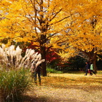 昭和記念公園 2014/11/16