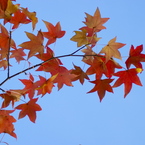 紅葉の空