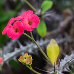 花　棘