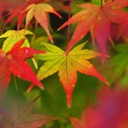 The leaf turned yellow
