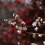 紅葉を背景に