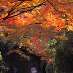 今日の紅葉1～料亭の裏側_14/11/24