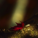 紅葉1枚そっと置いてみました。