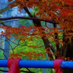 akaitako-aoizou07