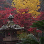 大洞院紅葉19