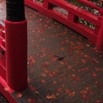 大洞院紅葉20