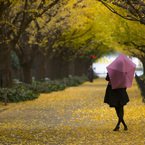雨に濡れる外苑の朝 Ⅱ
