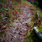 MOMIJI　road