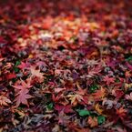 東京紅葉日和