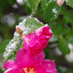 雪の中-山茶花2
