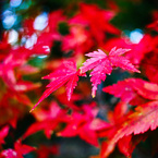 紅葉模様