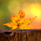 2014紅葉最終便２
