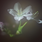 春を先駆けて-啓翁桜5