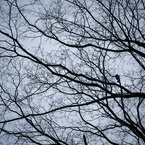 冬空。