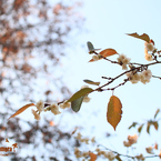 十月桜