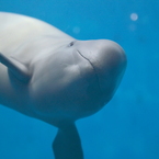 微笑み - 鳥羽水族館