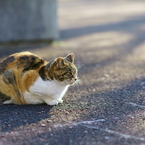ちどり公園の猫 1