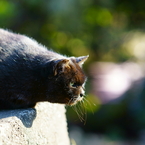 ちどり公園の猫 5 ハンターの眼差し