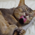 毛づくろい