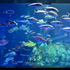 アクアリウムの魚たち 03 - 鳥羽水族館