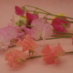 春色の花束3