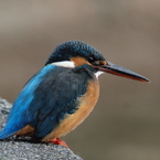 カワセミ(♀）
