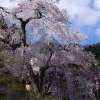 嶺雲寺のしだれ桜(樹齢400年)