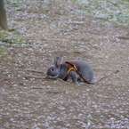 ウサギさんもお花見中