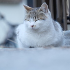 近所の野良猫7