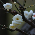 早春 2