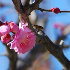 梅香に誘われて