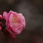 雨でも華やか