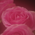 三本の薔薇-2