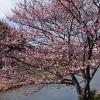 みなみの桜 (河津桜)②