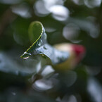 雨上がり