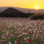 藤原宮跡の夕日