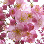 今年も春一番乗り