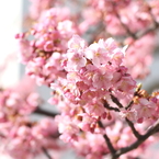 河津桜～その５