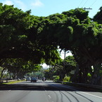 The tunnel of the tree