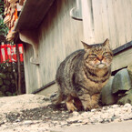 番猫