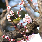 鳥を徒労　天神様の『ウメジロ』＃１