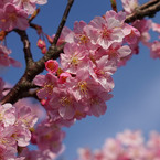 桜玉