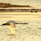 Morning of Swan I