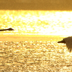 Morning of Swan X