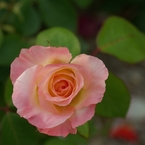 Princess of Wales