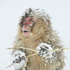 Snowy child